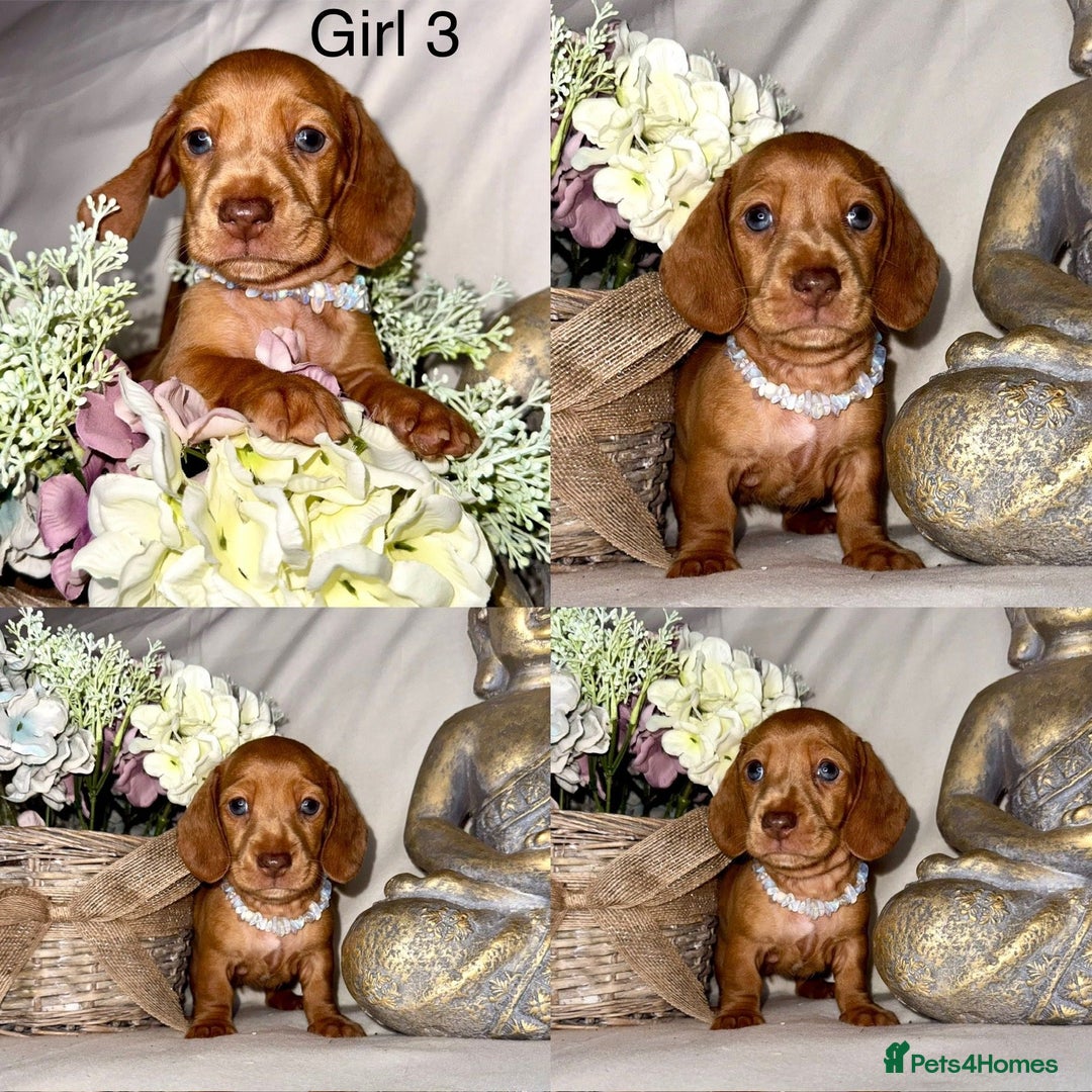 Dachshund dogs for sale: Miniature dachshunds for sale  - Image 6
