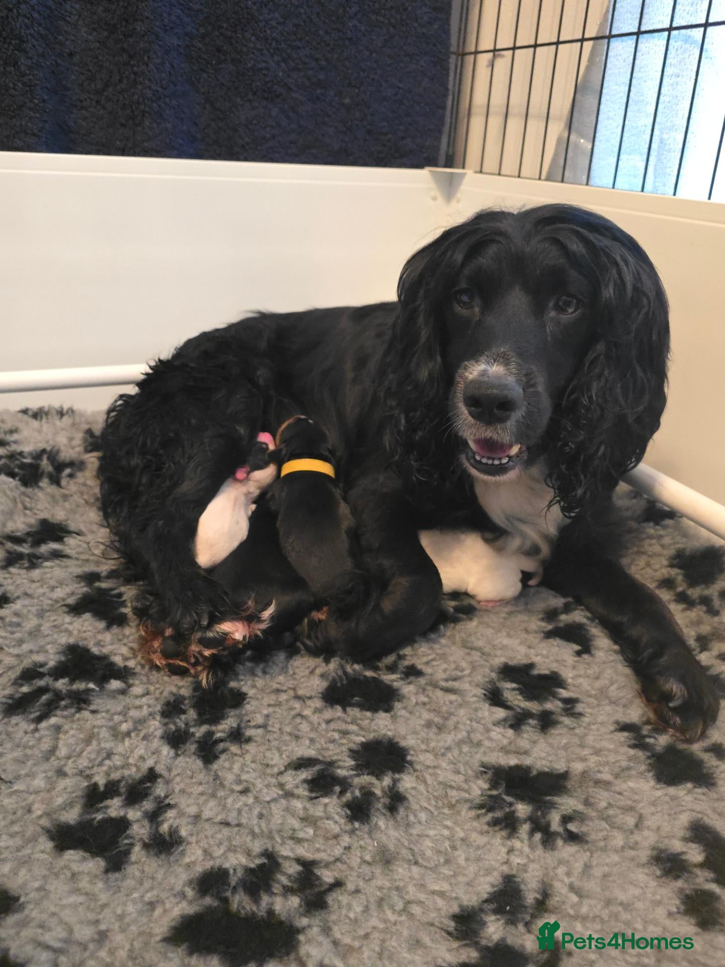 Cocker Spaniel dogs Pedigree Working cocker spaniel puppies for sale - Advert 2