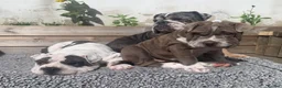 Mixed Breed dogs for sale: English Merle Bulldog/Shar Pei puppies for sale - Advert 3