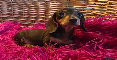 Miniature Dachshund dogs - Advert 4