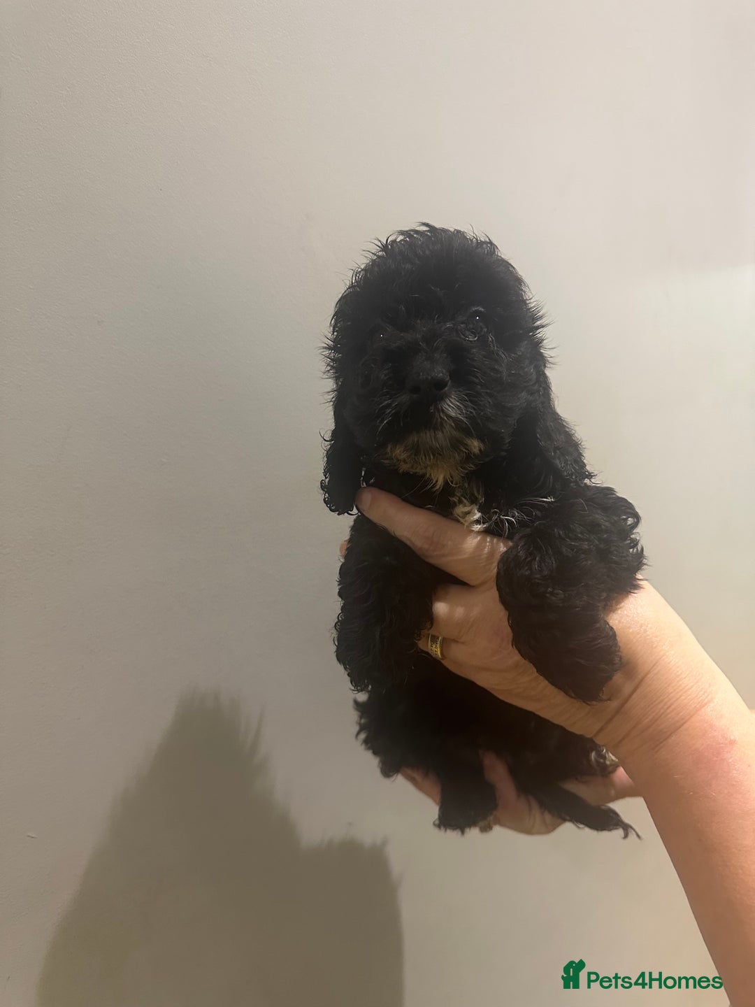 Cockapoo dogs for sale: F1 cockerpoos  - Image 9