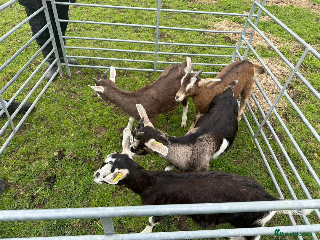 Goats livestock for sale:  Tog X alpine goats - Advert 2