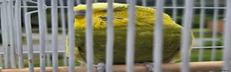 Budgerigars birds for sale: Budgie hand tame in Appin - Advert 1