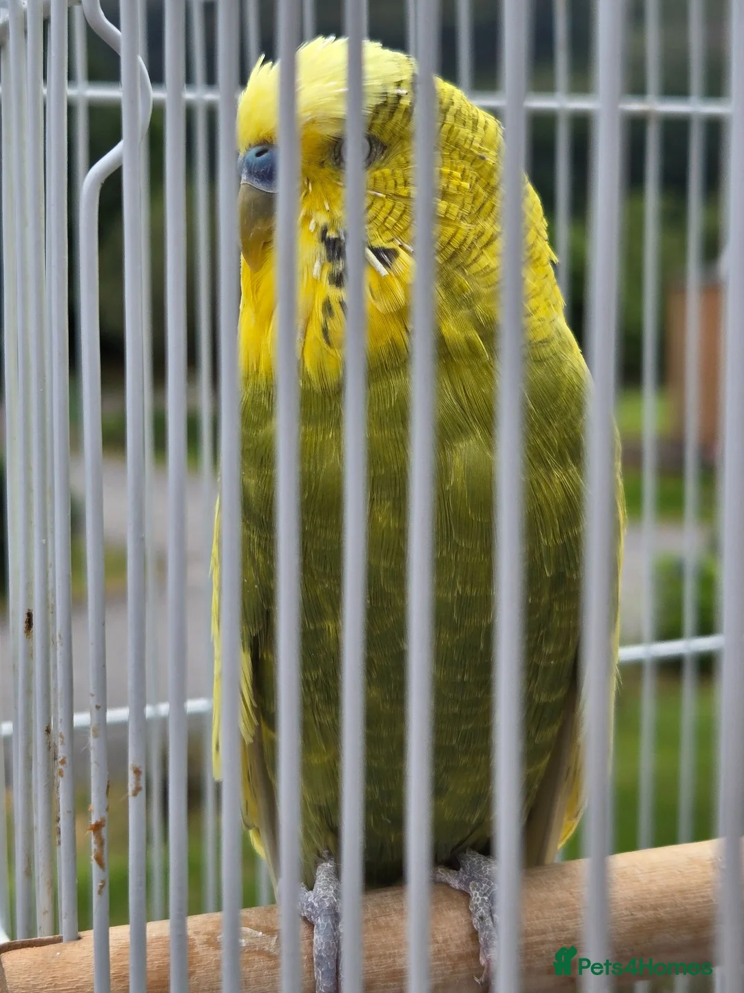 Budgerigars birds for sale: Budgie hand tame in Appin - Advert 1
