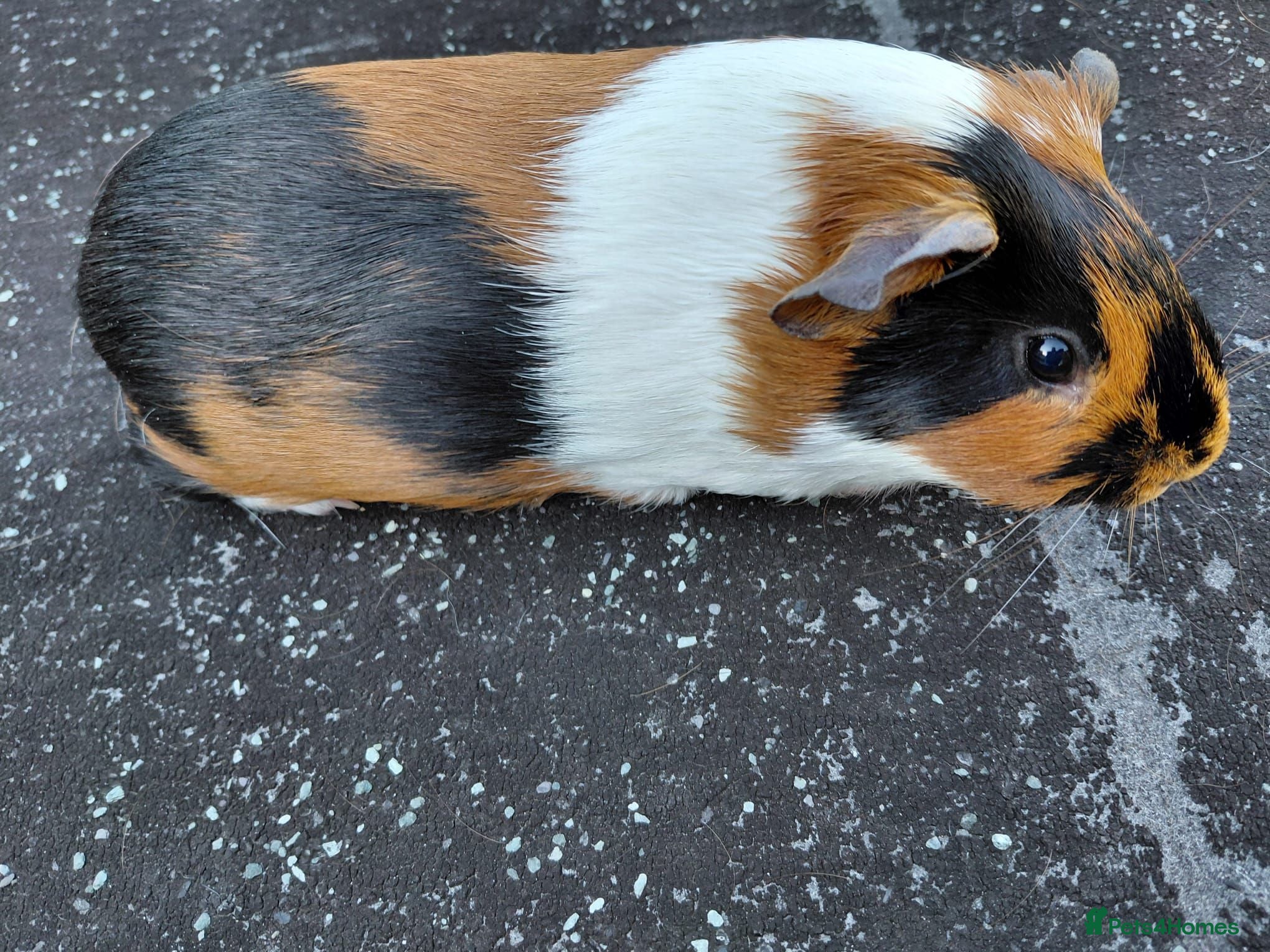 Guinea Pig rodents Pretty female guinea pigs for sale  - Advert 1