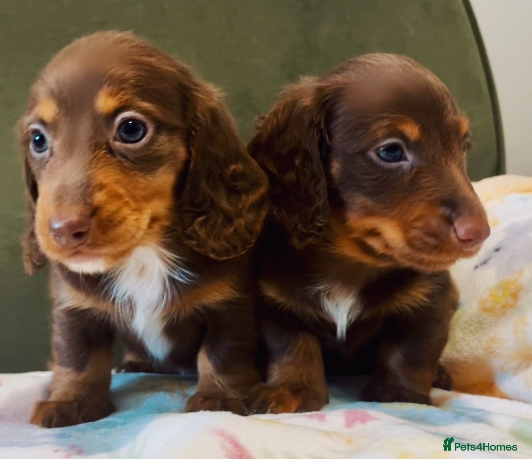 Miniature Dachshund dogs for sale: KC reg PRA clear long hair mini dachshund puppies  in Maidstone - Image 18