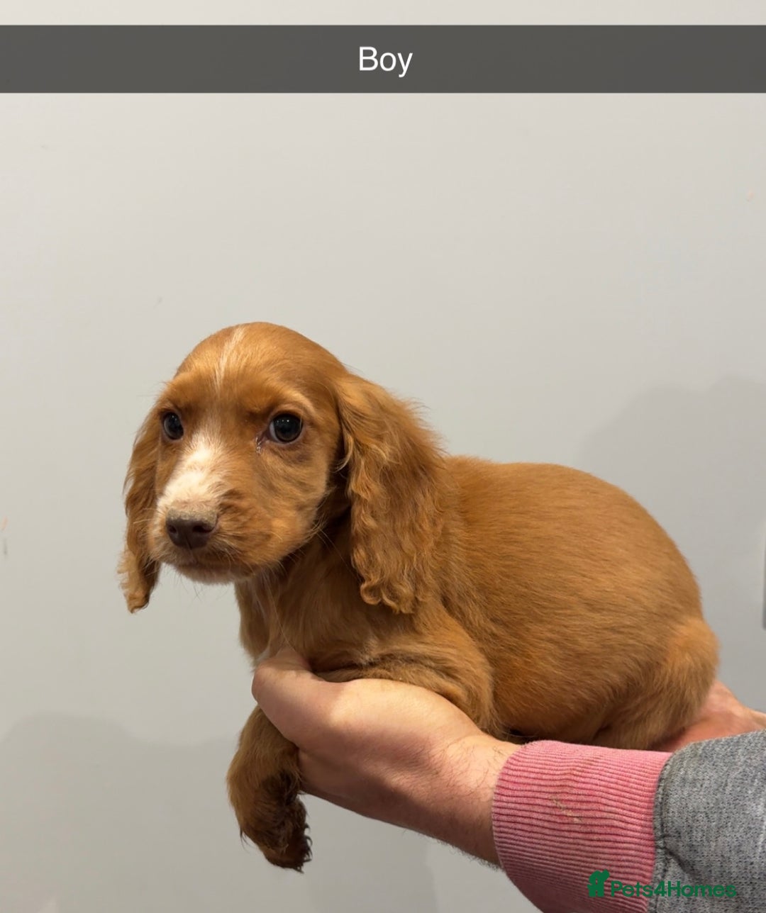Cocker Spaniel dogs for sale: Mixed litter  - Advert 10