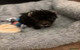 Biewer Terrier dogs for sale: 2 mini Biewer/yorkie female pups - Image 8