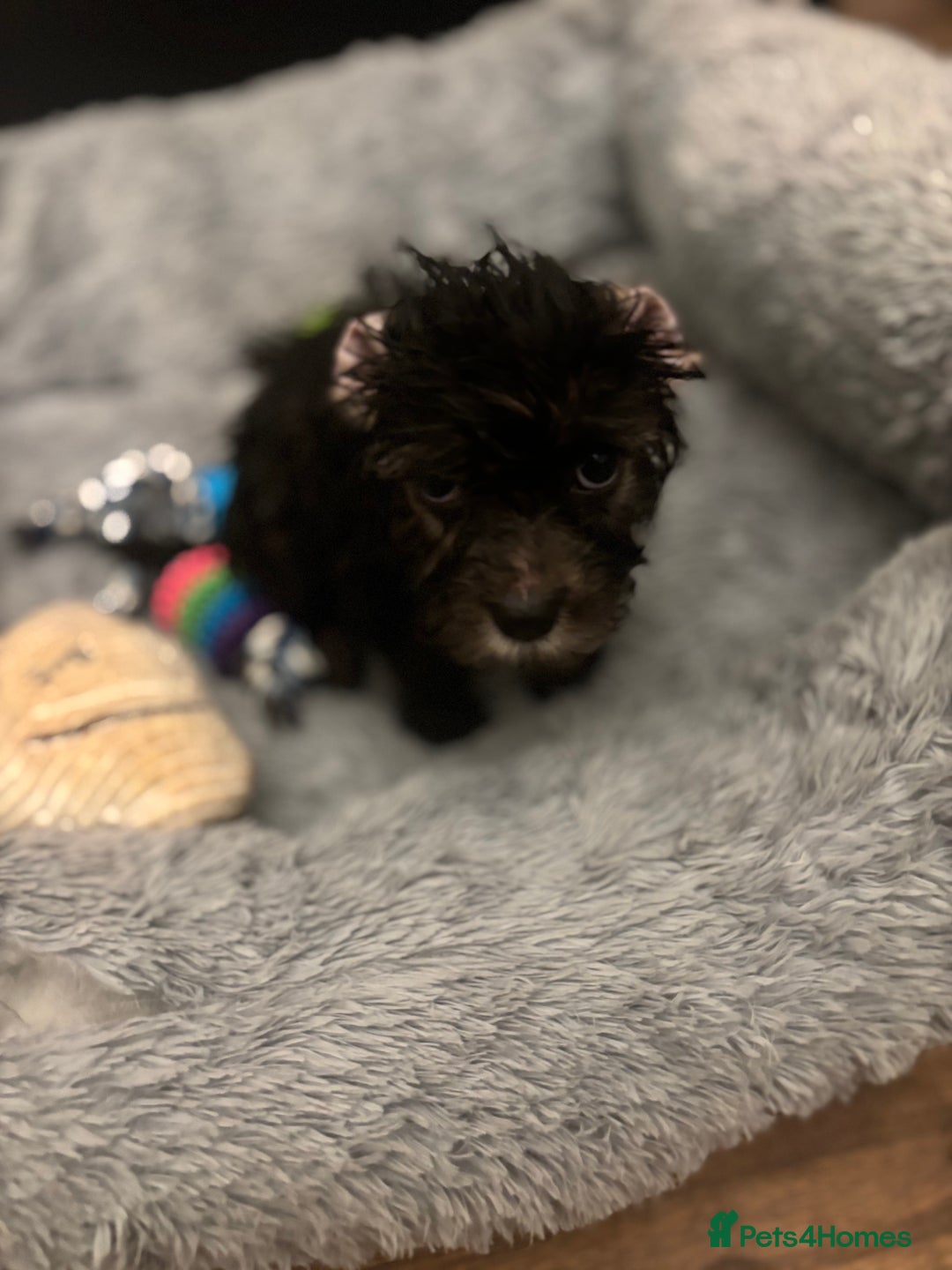 Biewer Terrier dogs for sale: 2 mini Biewer/yorkie female pups - Image 8