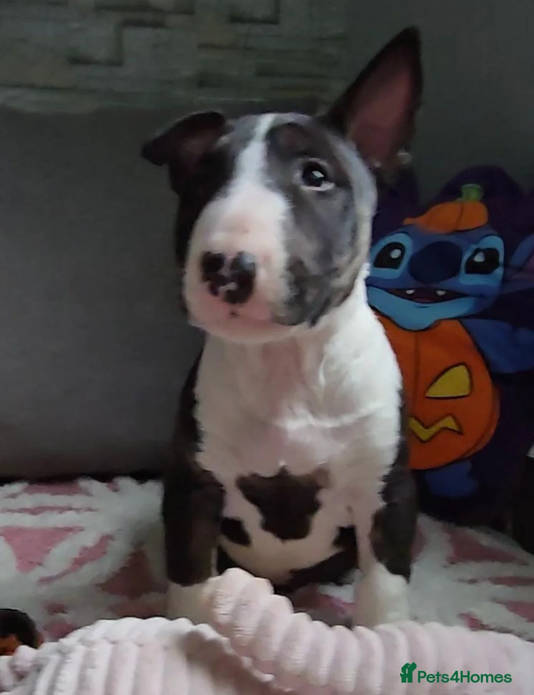 English Bull Terrier dogs for sale: Top Quality KC registered health checked - Advert 4