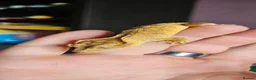 Gecko reptiles for sale: Crested geckos. - Advert 3
