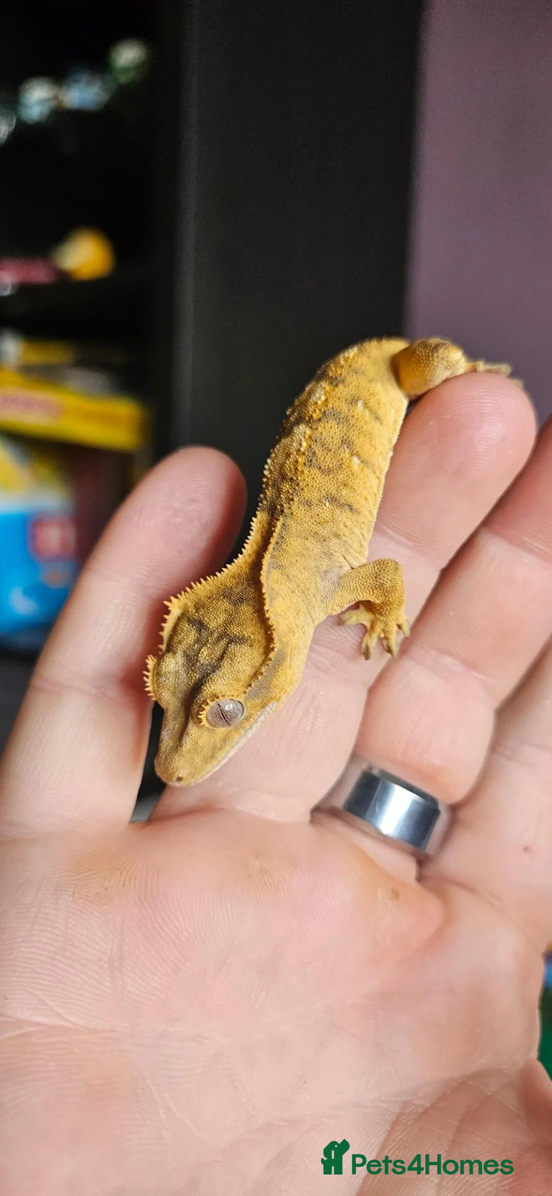 Gecko reptiles for sale: Crested geckos. - Advert 3