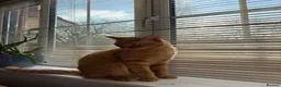 Domestic Shorthair cats for sale: TeddyBear - Advert 12