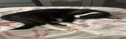 Domestic Shorthair cats for sale: Young cat for sale 🐱 - Advert 7