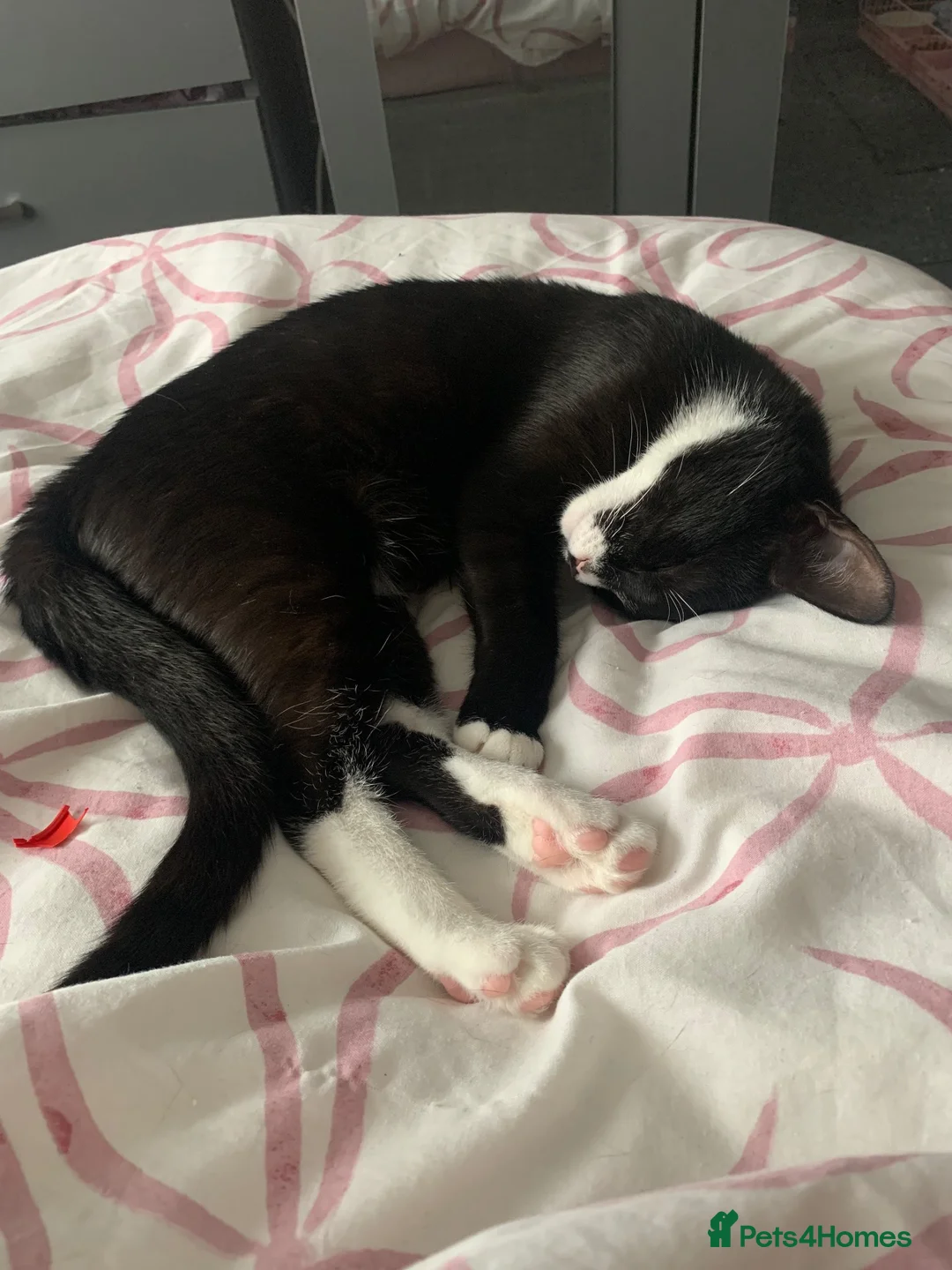 Domestic Shorthair cats for sale: Young cat for sale 🐱 - Advert 7