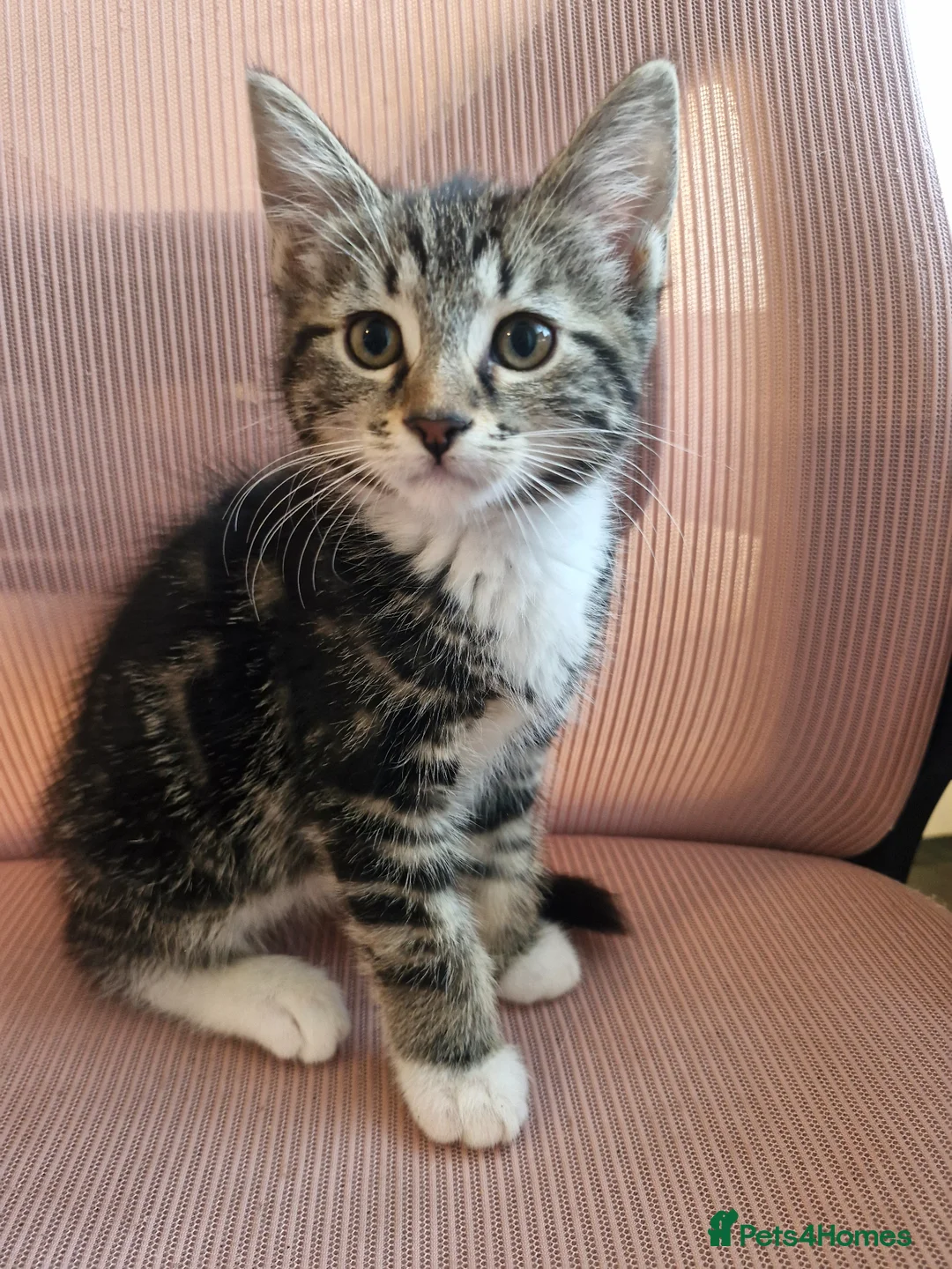 Mixed Breed cats for sale: Raven – Beautiful Bengal x British Shorthair Girl - Advert 1