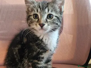 Mixed Breed cats Raven – Beautiful Bengal x British Shorthair Girl - Advert 5