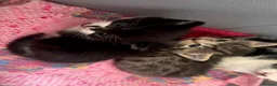 Domestic Shorthair cats for sale: Tabby kitten in Leeds - Advert 3