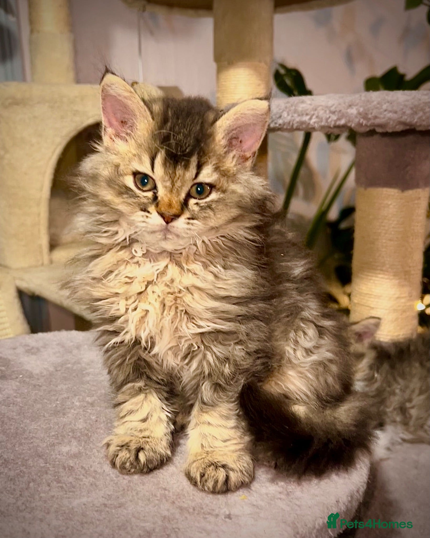 Selkirk Rex cats Gorgeous Selkirk rex kittens 😻 - Advert 1