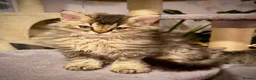 Selkirk Rex cats for sale: Gorgeous Selkirk rex kittens 😻 - Advert 31