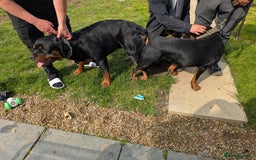 Rottweiler dogs for stud: Proven big boy ready for stud - Image 6