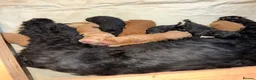 Cockapoo dogs for sale: Georgious Cockapoo Puppies For Sale  - Advert 9
