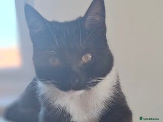 British Shorthair cats - Advert 1