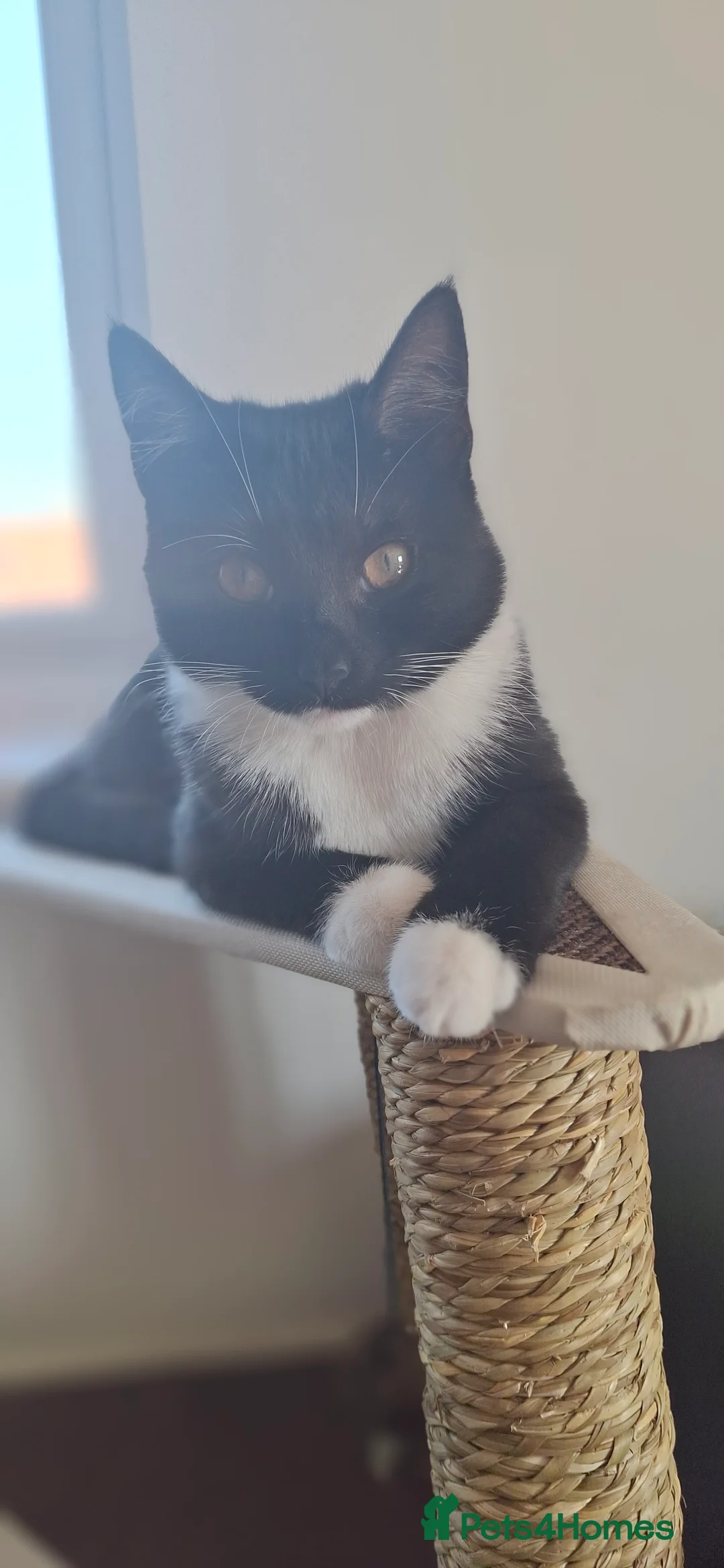 British Shorthair cats for sale: Shelly - Advert 1