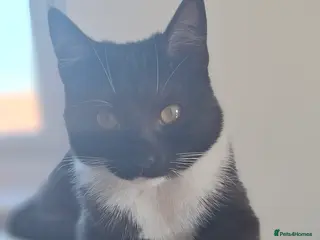 British Shorthair cats Shelly - Advert 1