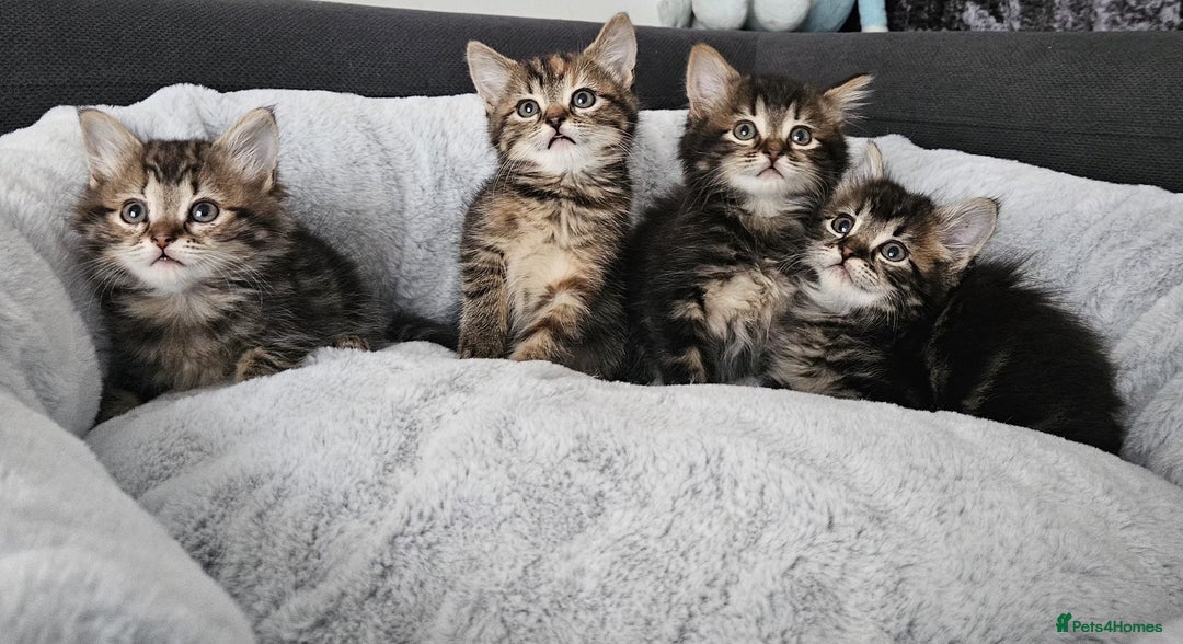 Mixed Breed cats for sale: MaineCoon x Ragdoll kittens - Advert 4