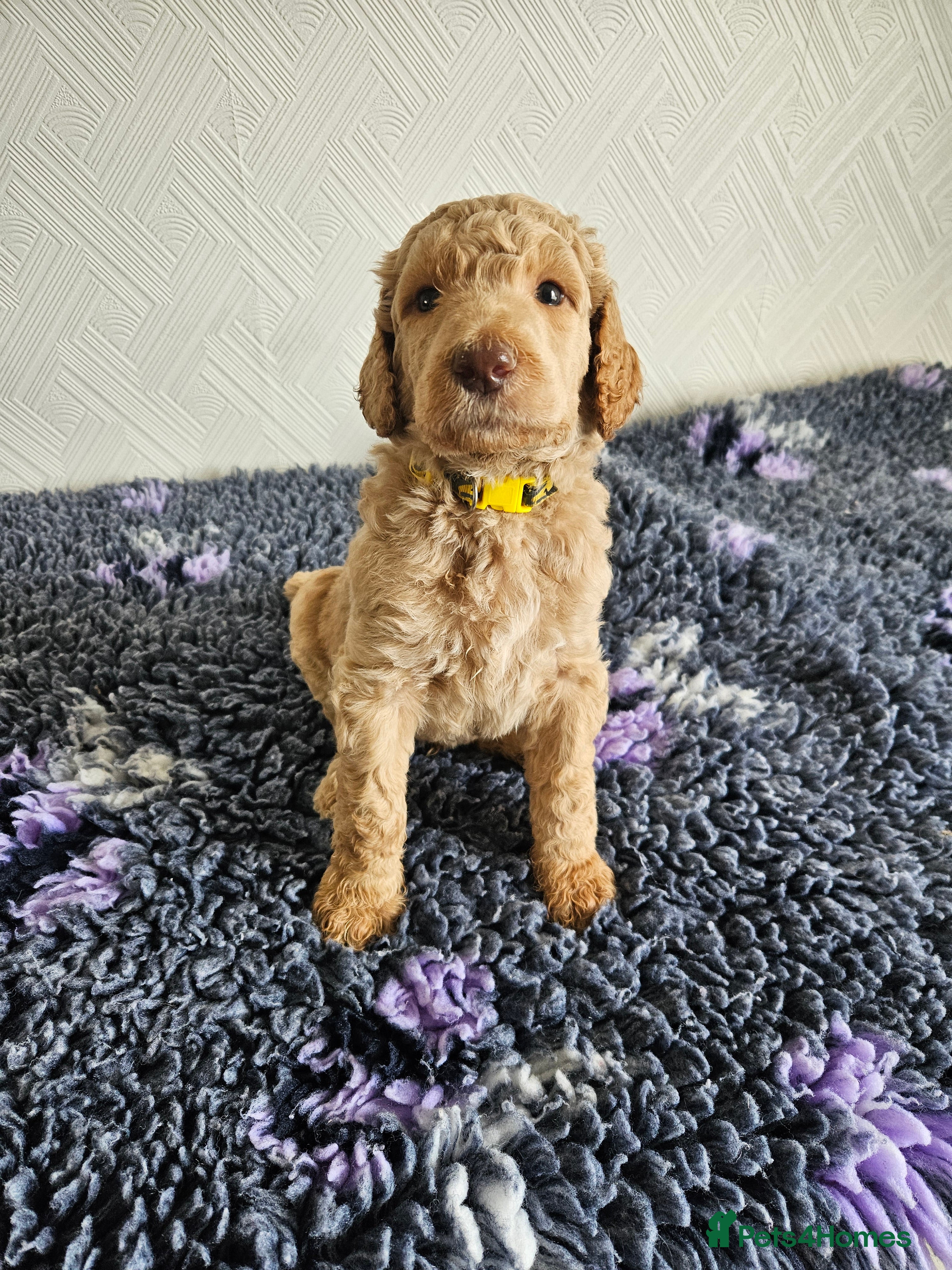 Standard Poodle dogs Kc Standard poodle boys  - Advert 2