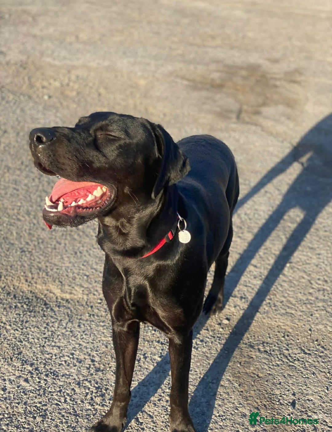 Mixed Breed dogs for sale: Lab X Dobermann for sale  - Advert 3