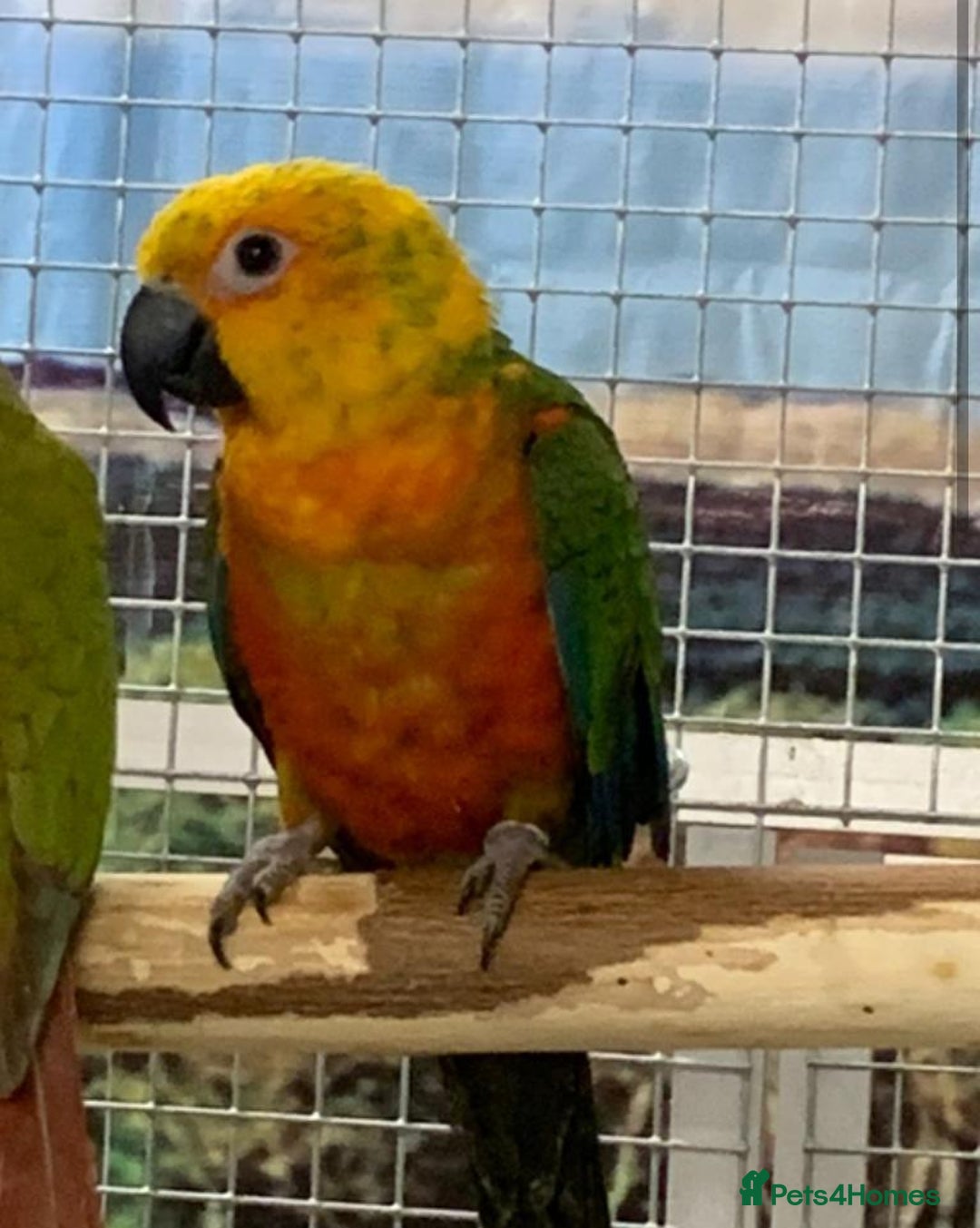 Parrots birds for sale: Parrots/ Parakeets Available  - Advert 22