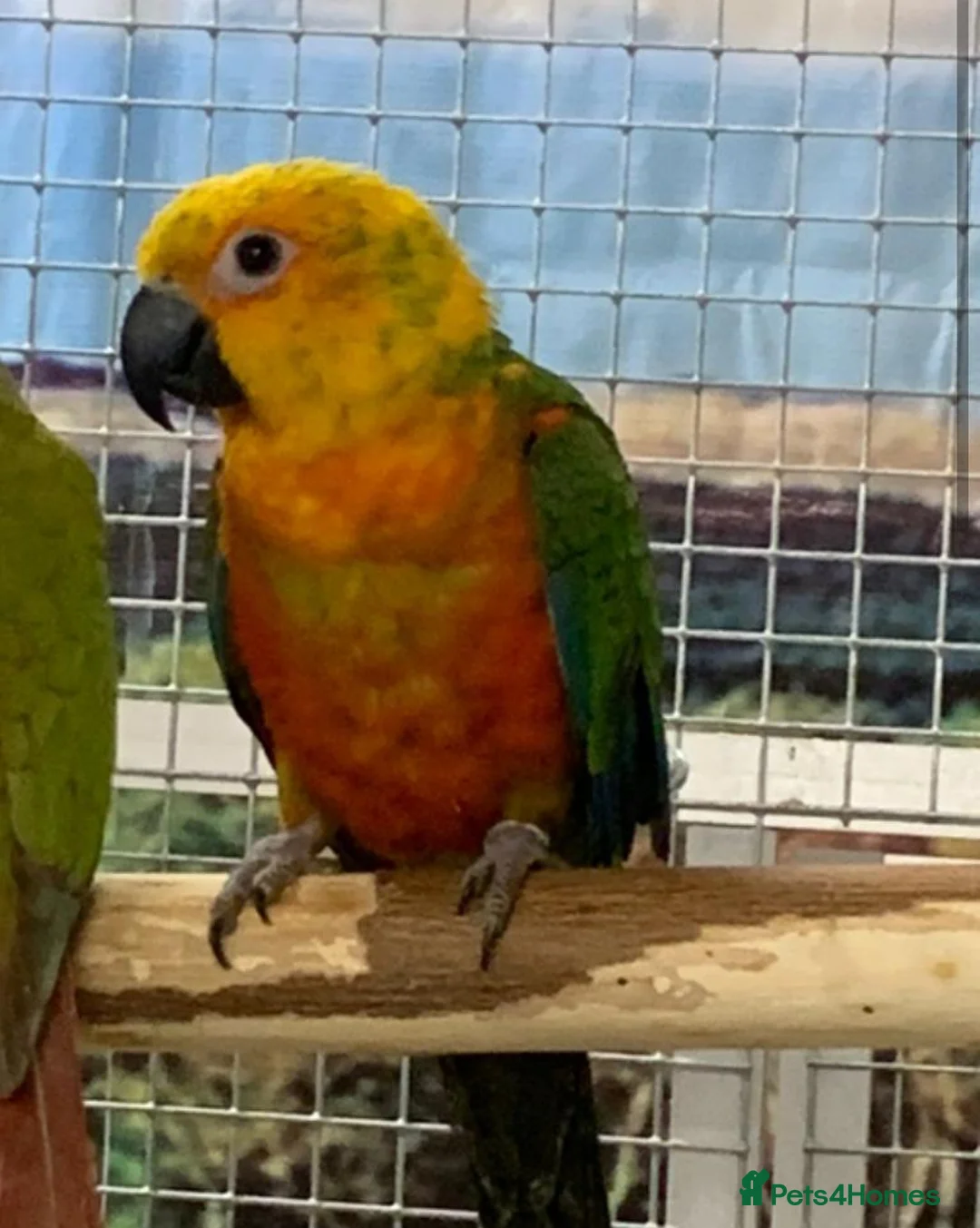 Parrots birds for sale: Parrots/ Parakeets Available  - Advert 22