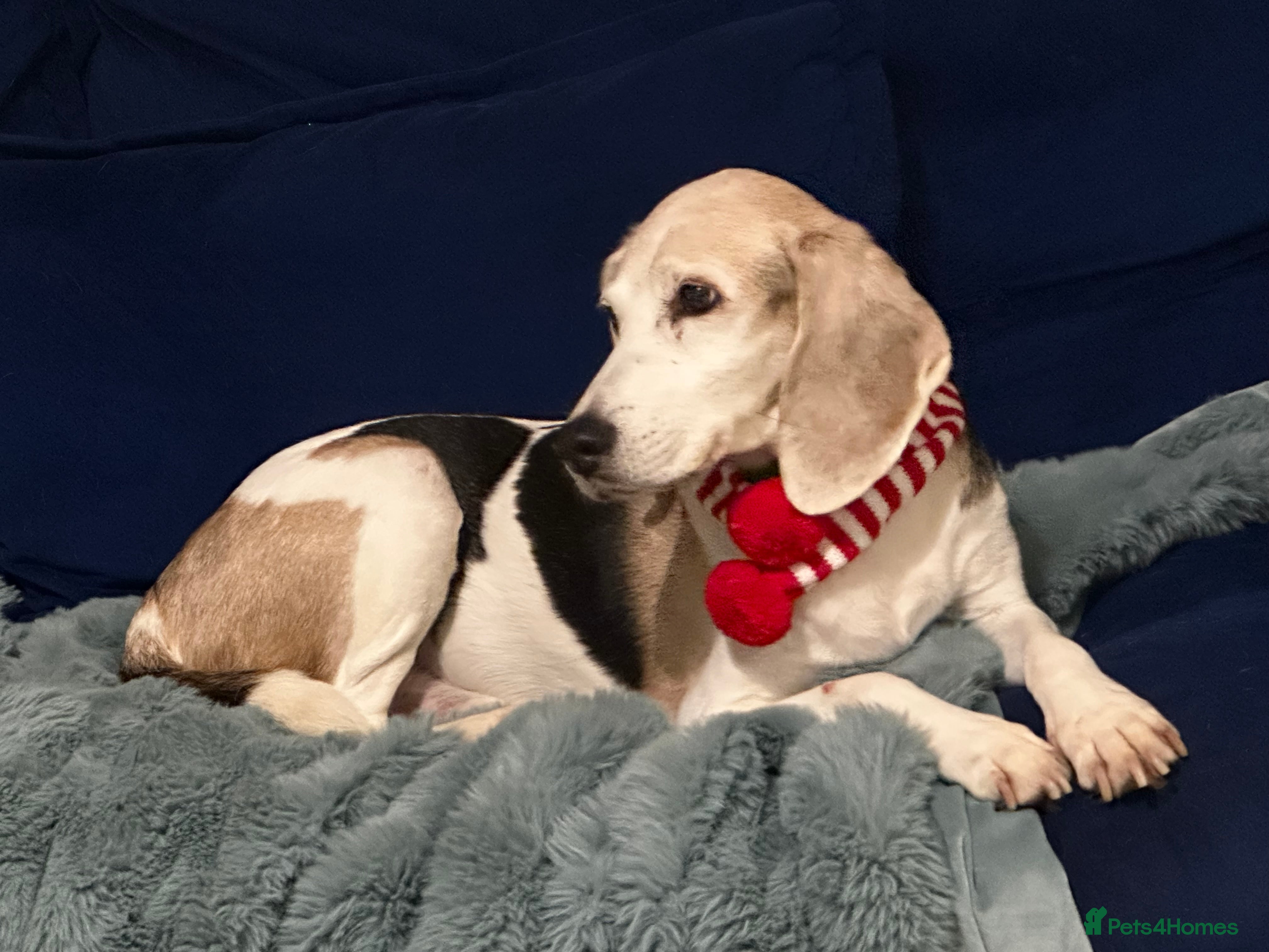 Beagle dogs Sam needs a perfect retirement home - Advert 4