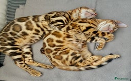 Bengal cats for sale: TICA registered bengal cats.Only 1 BoyLEFT !!!🎀❤️ in Northampton - Image 6