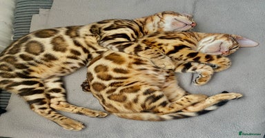 Bengal cats in Northampton - Advert 15