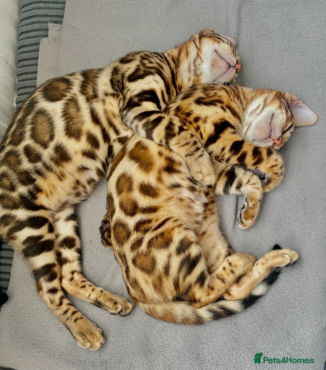 Bengal cats for sale: TICA registered bengal cats.Only 1 BoyLEFT !!!🎀❤️ in Northampton - Image 6