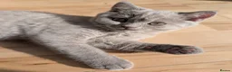 Selkirk Rex cats for sale: 😻 Stunning Selkirk Rex Kittens 😻 - Advert 6