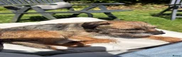 Border Terrier dogs for sale: KC registered Border Terrier puppies  - Advert 2