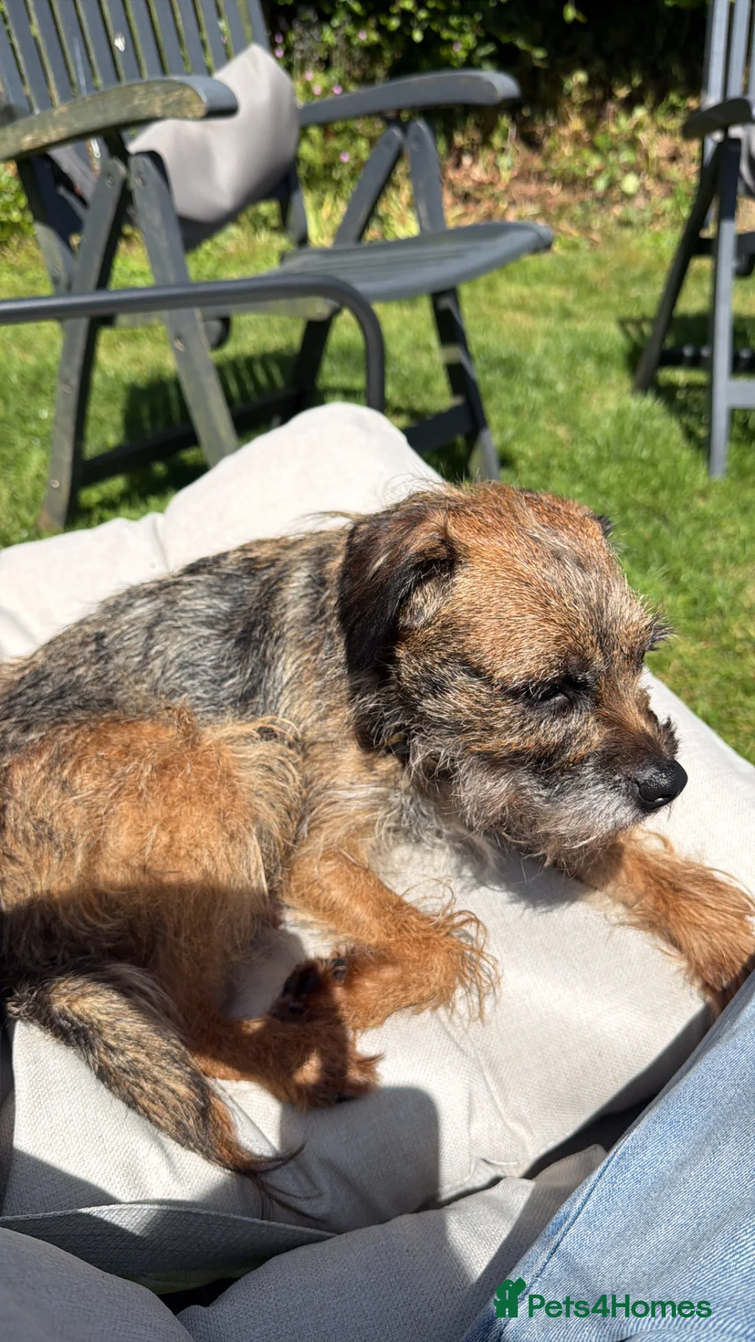 Border Terrier dogs for sale: KC registered Border Terrier puppies  - Advert 2