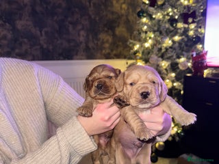 Cockerdor dogs FOX RED COCKERDOR PUPS - Advert 14