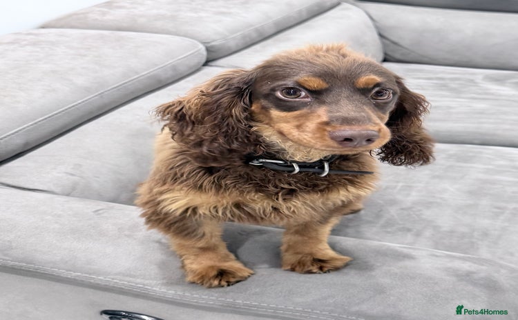 Cocker Spaniel dogs - Advert 3