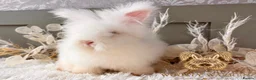 Angora rabbits for sale: 3 BEAUTIFUL VACCINATED ANGORAS READY NOW - Advert 13