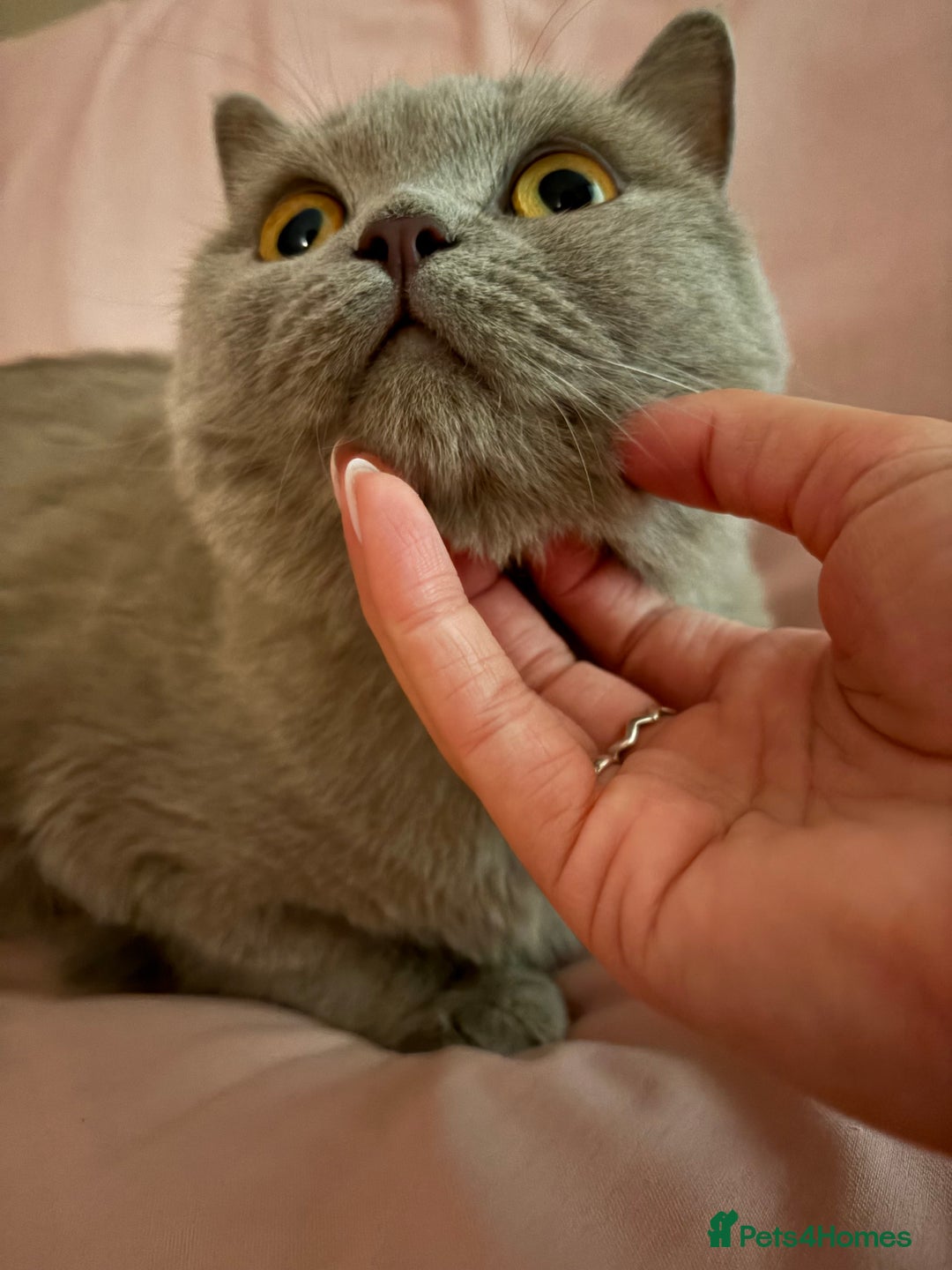 British Shorthair cats for sale: Rare lilac female British shorthair female 3 years - Image 3