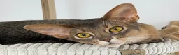 Abyssinian cats for sale:  Last boy 💙🏠 - Advert 2