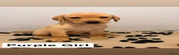 Labrador Retriever dogs for sale: 🐾Exceptional KC Registered Labrador Puppies🐾 - Advert 8