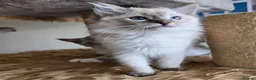Ragdoll cats for sale: Gorgeous seal tabby male Ragdoll kittens  - Advert 18
