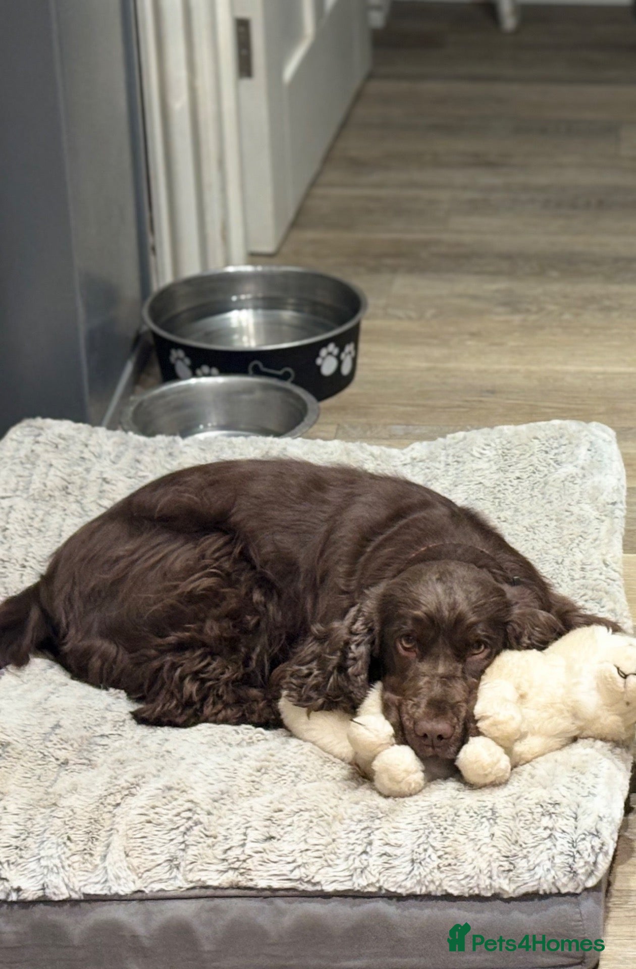 Cockapoo dogs 🐾 Bonfire Night Puppies🐾 - Advert 2
