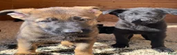 German Shepherd dogs for sale: Working Line German Shepherd Puppies - Cornwall in Hayle - Advert 30